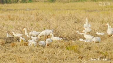 农村散养刚出生的小白鹅家禽